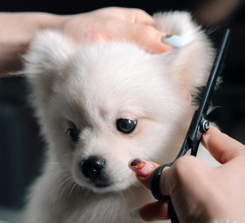 Adorable white puppy gets a haircut during a grooming session. Perfect pet salon image.