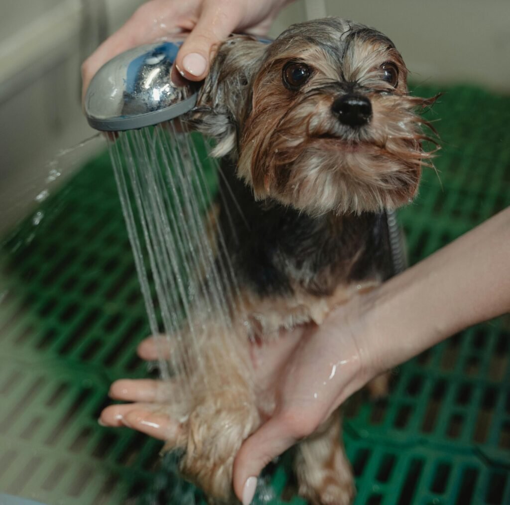 A Yorkshire Terrier being bathed and groomed by a person in a grooming salon.